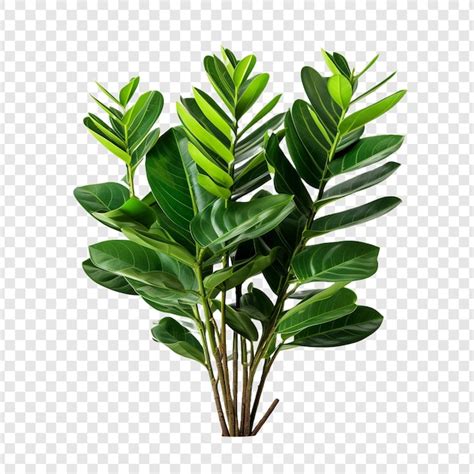 Premium Psd Zz Plant Zamioculcas Zamiifolia Png Isolated On