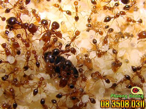 loai con trung gay hai o trong nha ban Phuong Hoang Công Ty Diệt