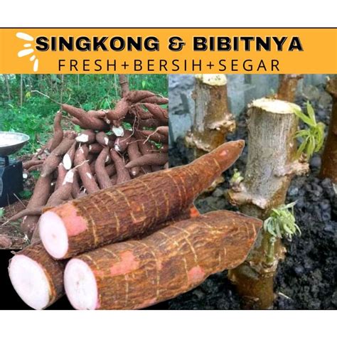 Jual Singkong Dan Bibitnya 1Kg Utuh Fresh Umbi Ketela Mentah Bersih Dan