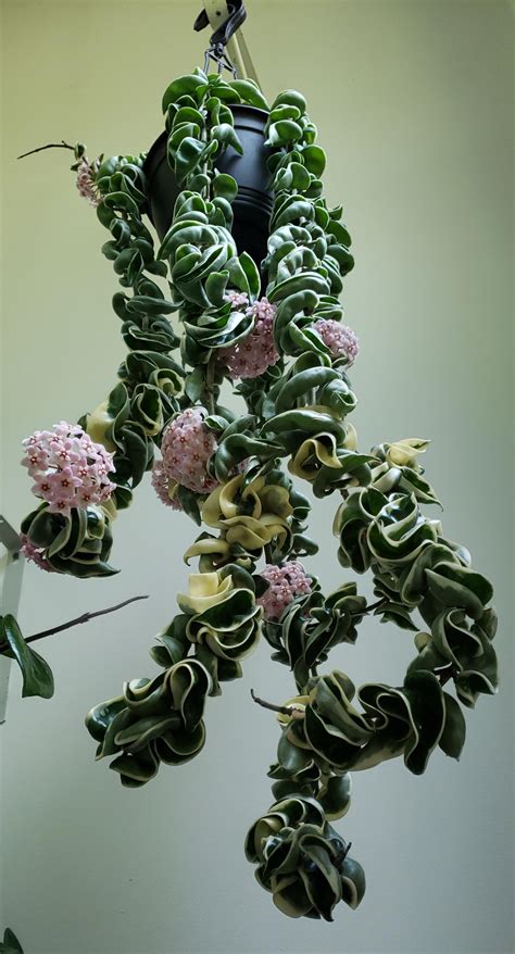 Beautiful blooming variegated Hindu rope 😍 : r/HinduRope