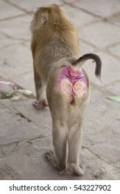 Monkey Showing Red Ass Foto Stok 543227902 Shutterstock
