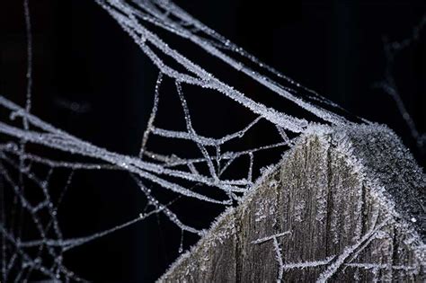 Frozen Spider Web Macro Photos