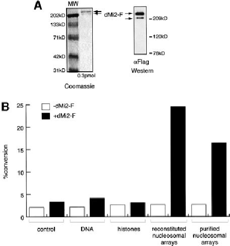 Recombinant Dmi Is A Nucleosome Stimulated Atpase A Recombinant