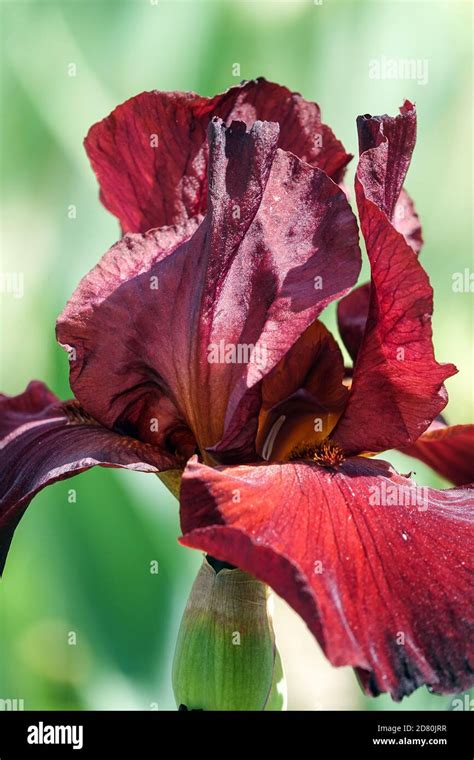 Tall red flower hi-res stock photography and images - Alamy