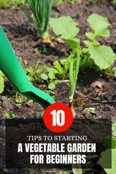 10 Tips To Starting A Vegetable Garden For Beginners Starting A