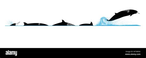 Illustration Of The Dive And Breach Sequence Of Grays Beaked Whale