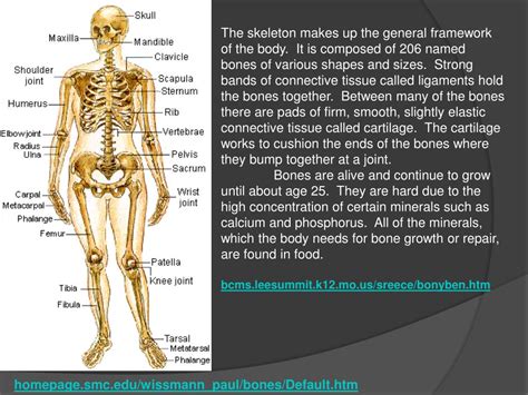 Ppt Human Body Powerpoint Presentation Free Download Id 485024