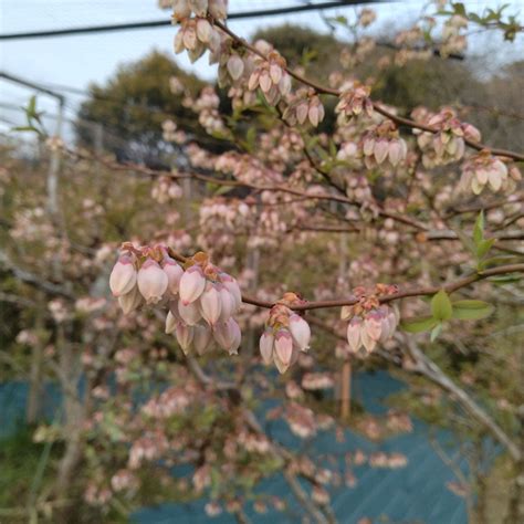 ブルーベリーの郷 静岡県菊川市｜大自然の中のブルーベリー観光農園です