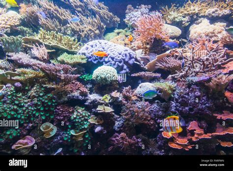 Coral Reef Uk Britain Hi Res Stock Photography And Images Alamy