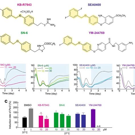 Effects Of NCX Inhibitors On Cold Per2 Induction A Structures Of NCX