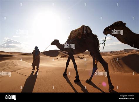 Homme Sahara Désert Chameaux Banque De Photographies Et Dimages à