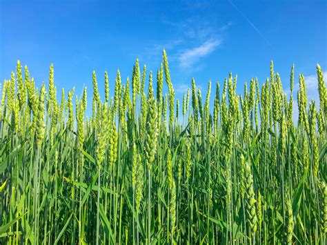 green grain field  stock photo public domain pictures