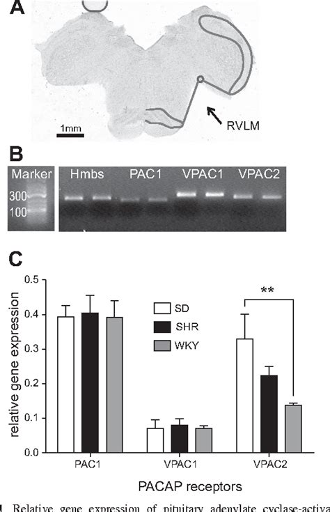 Figure 1 From Pacap Causes Pac 1 Vpac 2 Receptor Mediated Hypertension And Sympathoexcitation