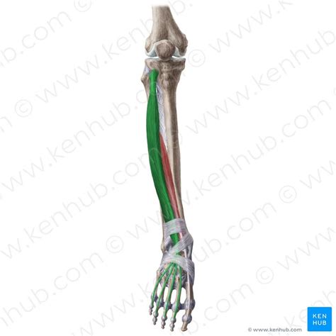 Extensor Digitorum Longus Muscle Musculus Extensor Digitorum Longus