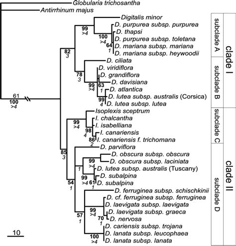 Strict Consensus Tree Of Four Most Parsimonious Trees Based On Its Download Scientific Diagram