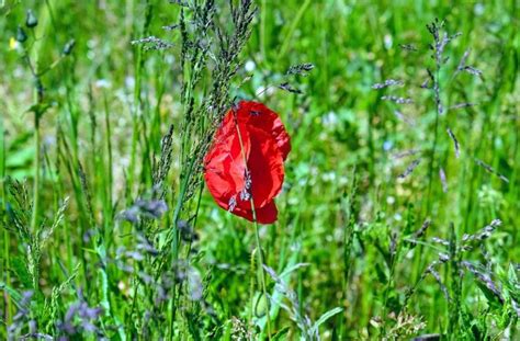 Darmowy Obraz Poppy Natura Flora Lato Pola Kwiat Trawy Li Ci