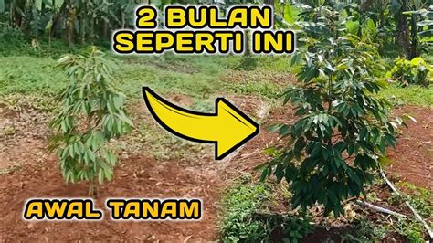 Perkembangan Pohon Durian Musang King Bawor Ochee Duri Hitam YouTube