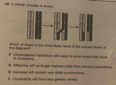 Solved A Cellular Process Is Shown Which Of These Is The Most