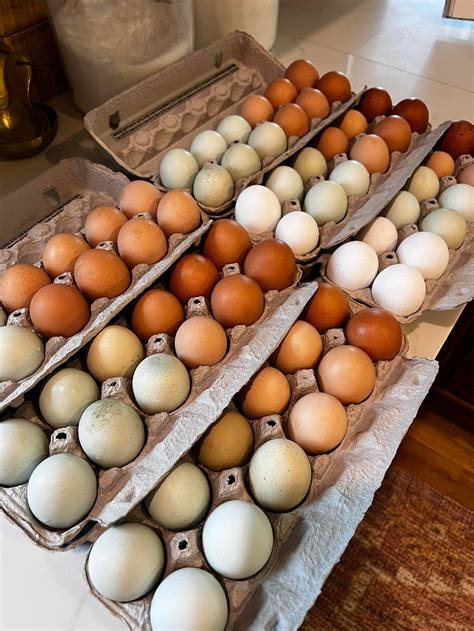 Farm Fresh Eggs Lemon Lane Farm