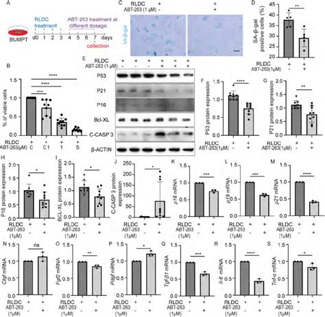 Abt 263 Selectively Kills Senescent Bumpt Cells Induced By Rldc A Download Scientific