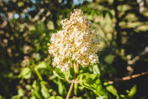 elderflower stock  images  backgrounds