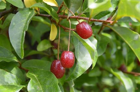 Elaeagnus Multiflora Goumi Gumi Natsugumi Or Cherry Silverberry