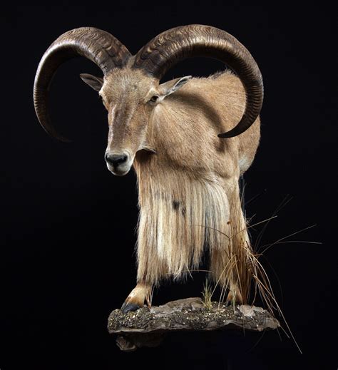 The Wildlife Gallery Custom Taxidermy Studio Aoudad Taxidermy Photos
