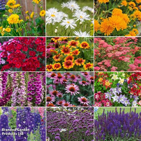 Best Value Perennial Collection Suttons