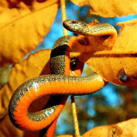 Snakes. Why... - North Carolina State Parks and Recreation