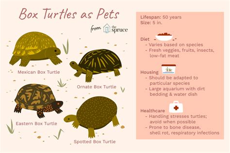 A Guide To Caring For Common Box Turtles As Pets In 2024 Box Turtle