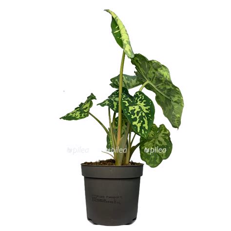 Алоказия купить в интернет-магазине недорого Москва, Россия.