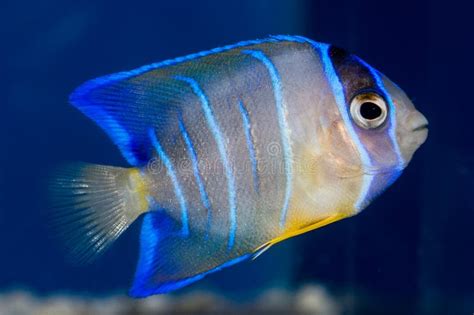 Juvenile Queen Angelfish Holocanthus Ciliaris Stock Image Image Of