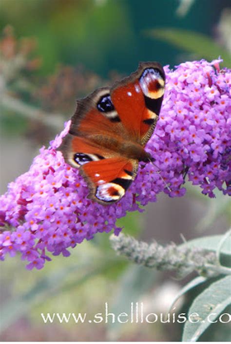 Big Butterfly Count Help Count Butterflies In The Uk