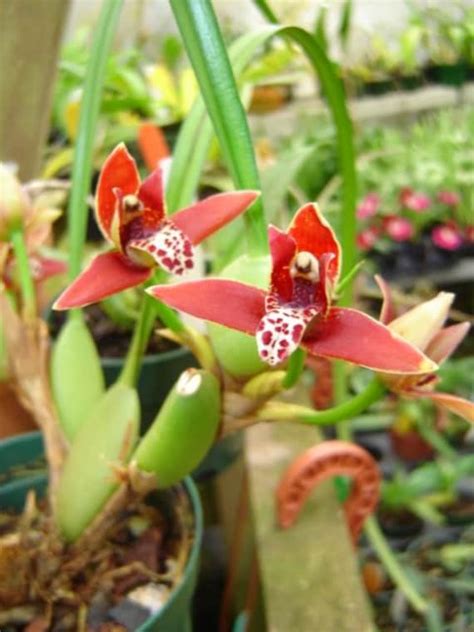 Maxillaria Tenuifolia The Coconut Orchid Blooming Size Very