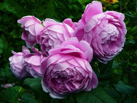 Роза английская Alan Titchmarsh/ Алан Титчмарш