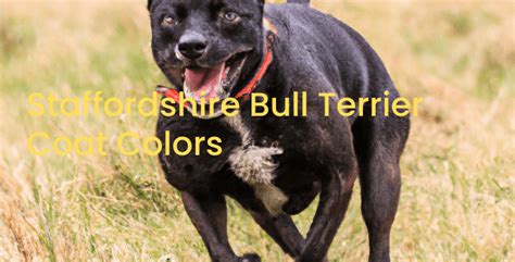 Staffordshire Bull Terrier Colors Staffy Approved Coat Colors The