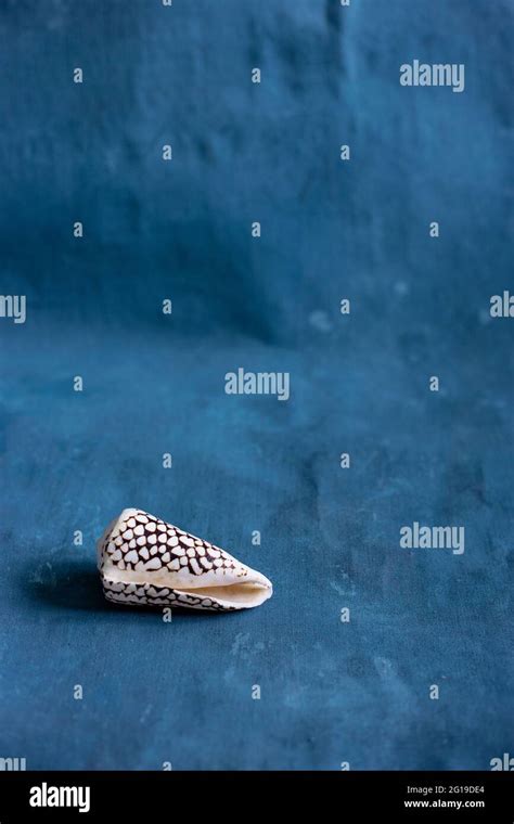 Shell Marbled Cone Snail Conus Hi Res Stock Photography And Images Alamy