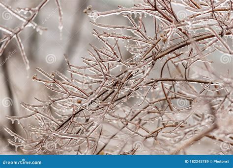 Frozen Plants Covered in a Thick Layer of Ice after a Winter Ice Storm ...