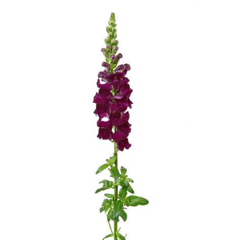 Purple Snapdragons Florabundance Wholesale Flowers