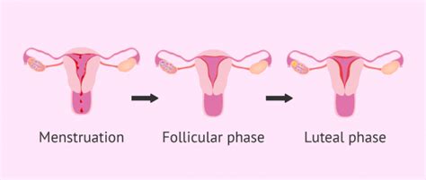 Endometrium status during period