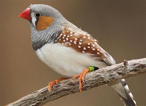 Finch (bird breed)