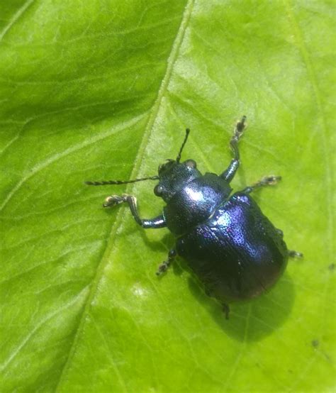 Blue Mint Beetle on Green Leaf