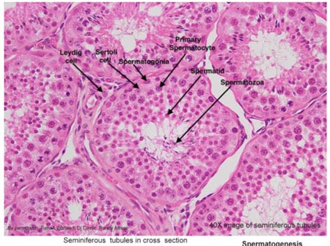 Male Repro Histology Puder Flashcards Quizlet