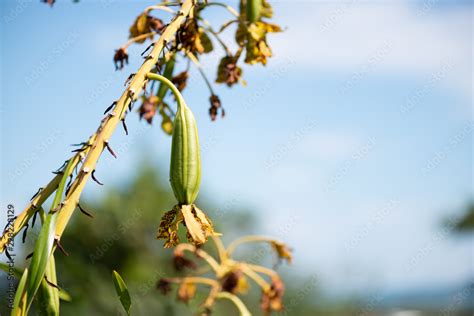 Grammatophyllum Speciosum Also Called Giant Orchid Tiger Orchid