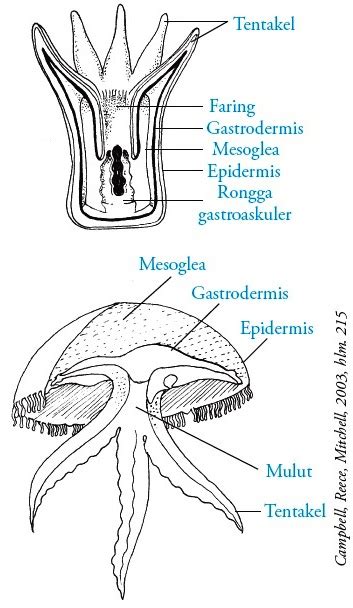 Filum Cnidaria Coelenterata Pengertian Ciri Ciri Klasifikasi