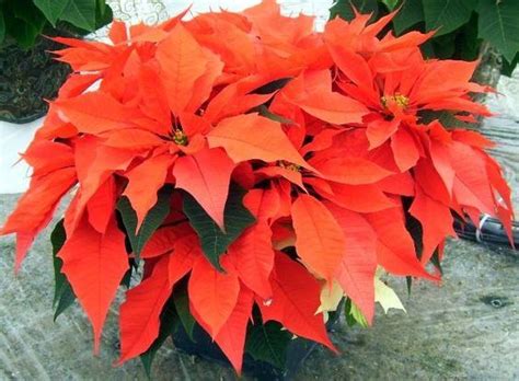 Orange Spice Poinsettia Poinsettia Poinsettia Plant Christmas Flowers