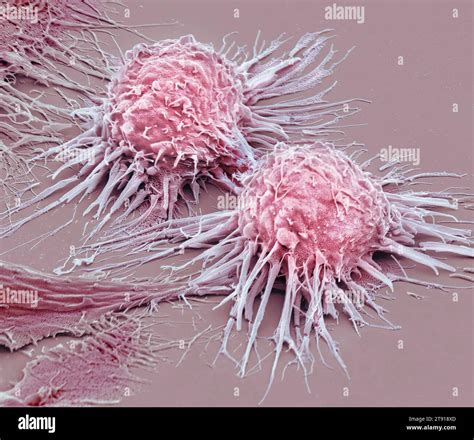 Dividing Hela Cells Sem Stock Photo Alamy