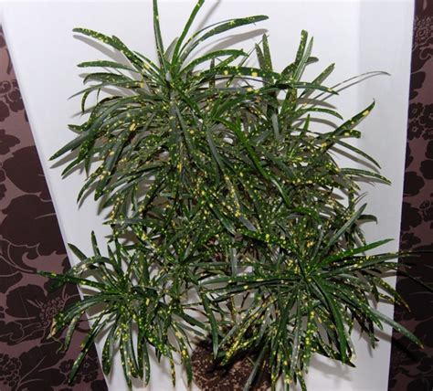 Креон цветок комнатный (54 фото) - красивые картинки и HD фото