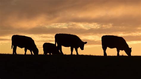 Empresas De Eeuu Miran El Agro Argentino Ante La Alta Demanda Mundial