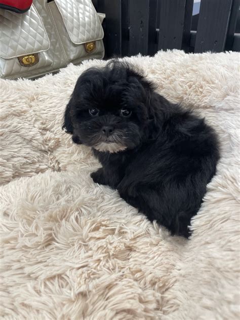 Are Shih Poos Good Family Dogs